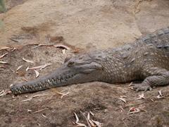 Crocodylus johnstoni