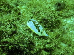 Goniobranchus splendidus