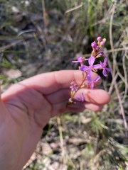 Stylidium