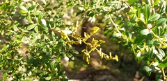 Bursaria spinosa