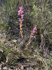 Stylidium
