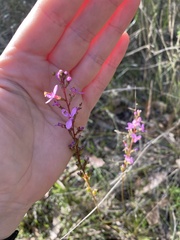 Stylidium