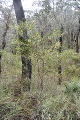 Acacia mucronata