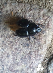 Geotrupidae