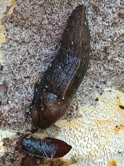 Tandonia kusceri