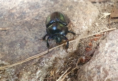 Geotrupidae