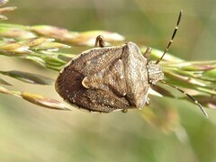 Oncocoris similis