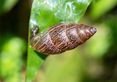 Cochlicella