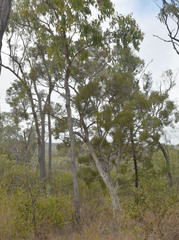 Melaleuca monantha