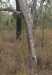 Melaleuca monantha