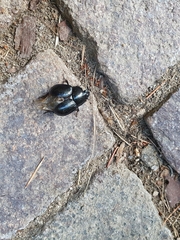 Geotrupidae