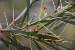 Acacia mucronata