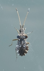 Centrocoris variegatus