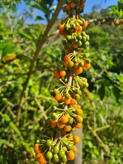Iochroma arborescens