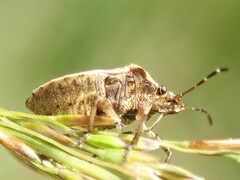 Oncocoris similis