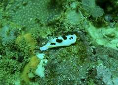 Goniobranchus splendidus
