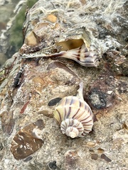 Sinistrofulgur pulleyi