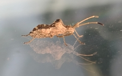 Centrocoris variegatus