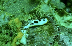Goniobranchus splendidus
