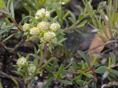 Siloxerus multiflorus