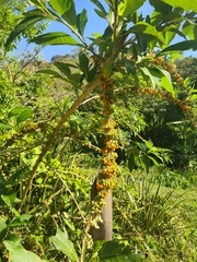 Iochroma arborescens
