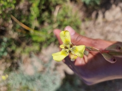 Moraea bellendenii