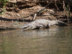 Crocodylus johnstoni