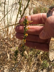 Manulea tomentosa