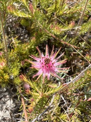 Diastella proteoides