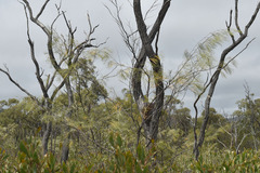 Grevillea pteridifolia