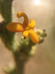 Manulea tomentosa