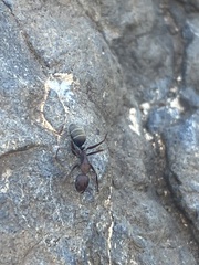 Camponotus feae