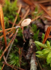 Paragymnopus perforans