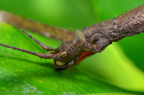 Indian Walking Stick