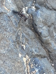 Camponotus feae