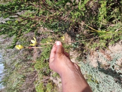 Moraea bellendenii