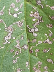 Bucculatrix frangutella