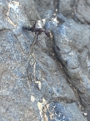 Camponotus feae