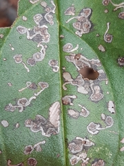 Bucculatrix frangutella