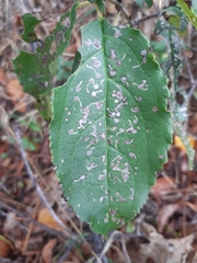 Bucculatrix frangutella