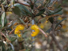 Grevillea chrysophaea
