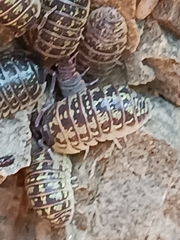 Armadillidium versicolor