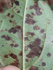 Bucculatrix frangutella