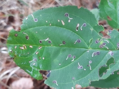 Bucculatrix frangutella