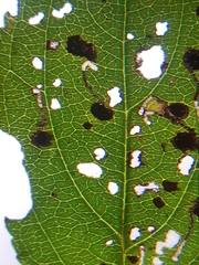 Bucculatrix frangutella