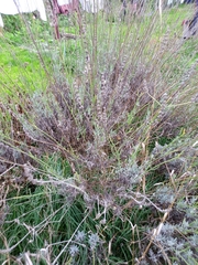 Lavandula × intermedia