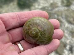Neverita duplicata