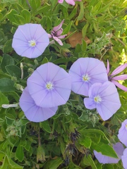 Convolvulus sabatius