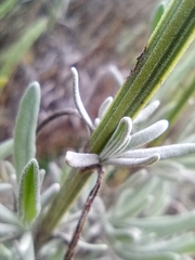 Lavandula × intermedia