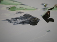 Crocodylus johnstoni